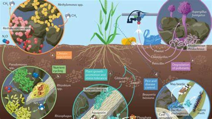 what role do bacteria and fungi play in ecosystems
