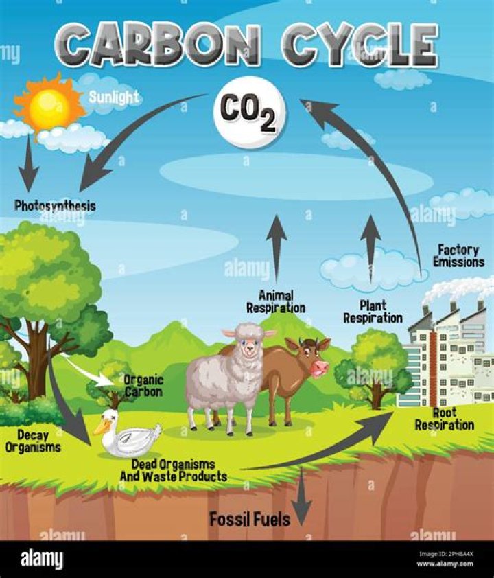 what role do consumers play in the carbon cycle