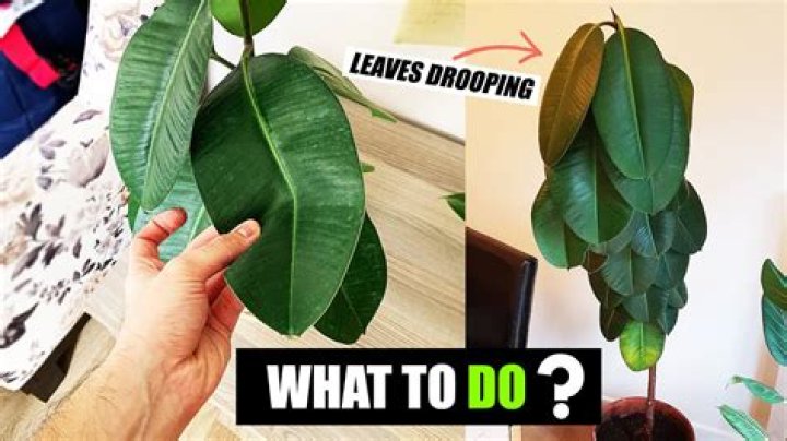 what role do leaves play in a plant