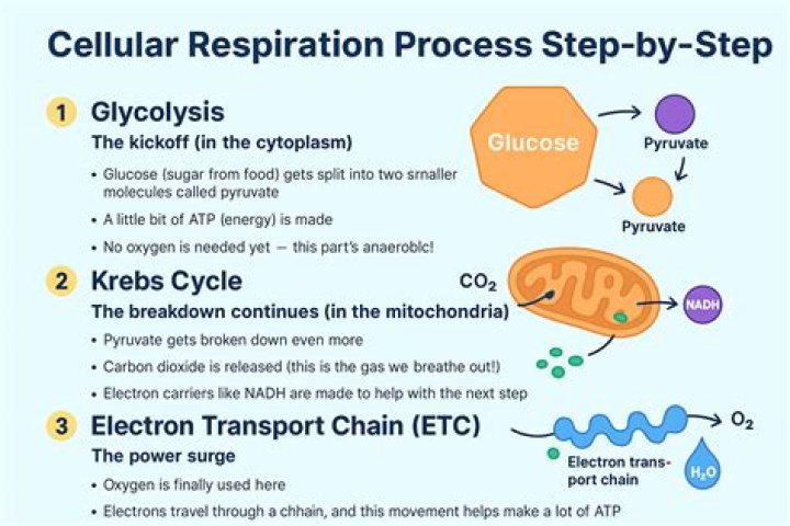 what role do nadh and fadh2 play in the process of cellular respiration?