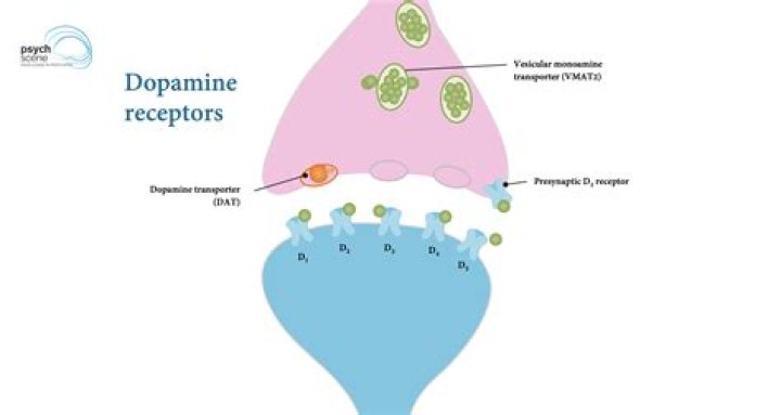 What Role Do Receptor Sites Play In Drug Activity??