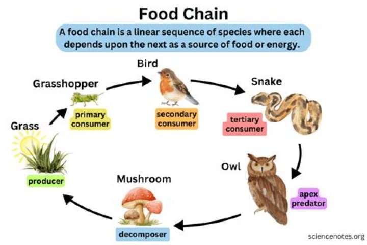 what role does the protozoa play in this food chain?