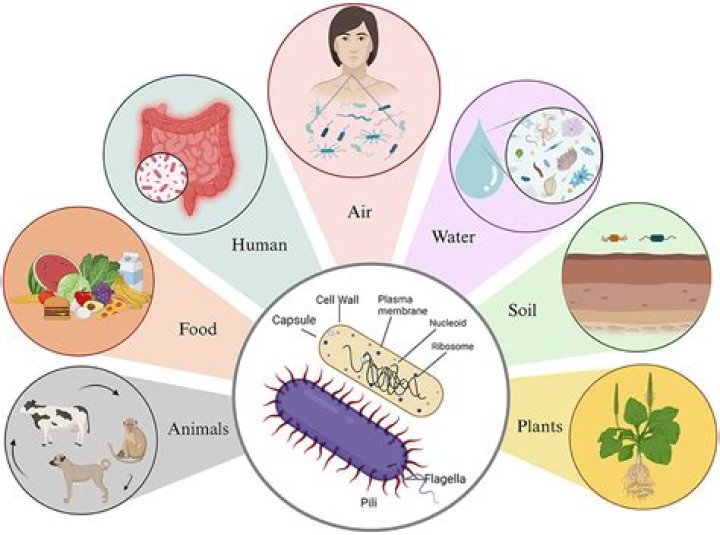 what roles do bacteria play in the environment
