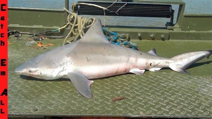 what sharks live in freshwater