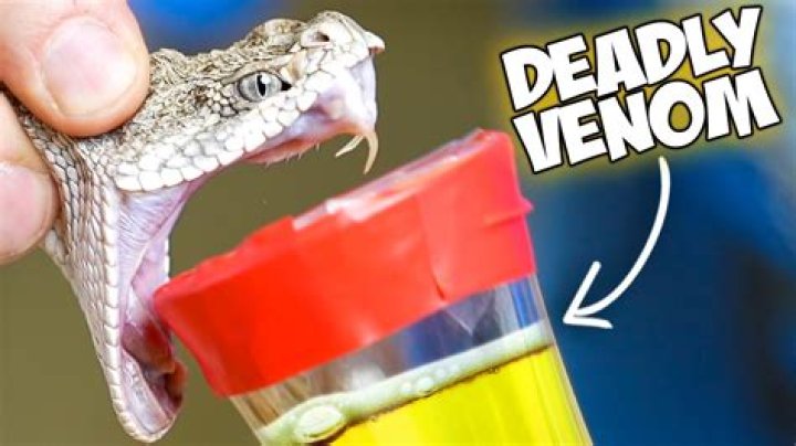 what snake venom does to human blood