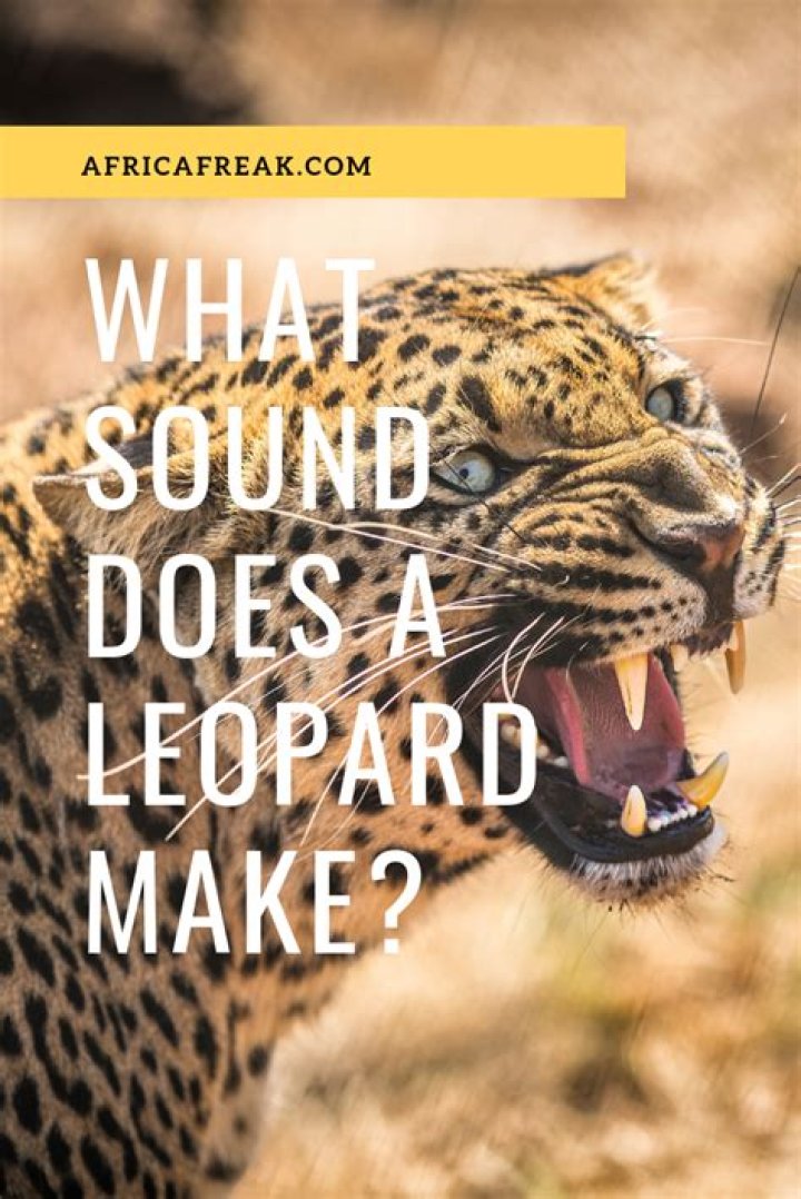 what sound does a leopard make