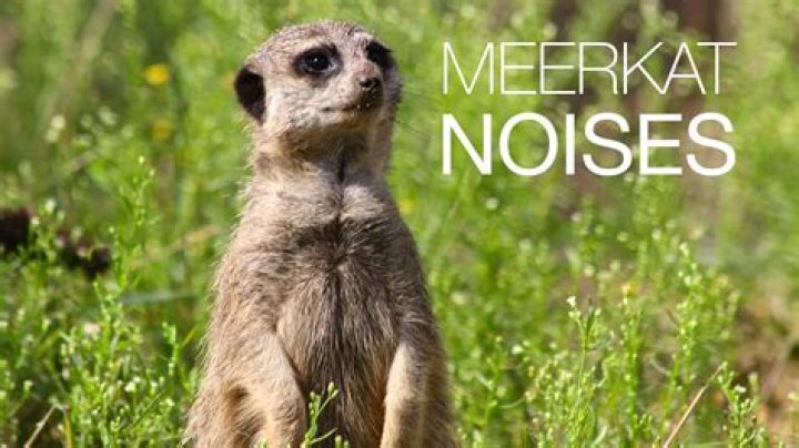 what sound does a meerkat make