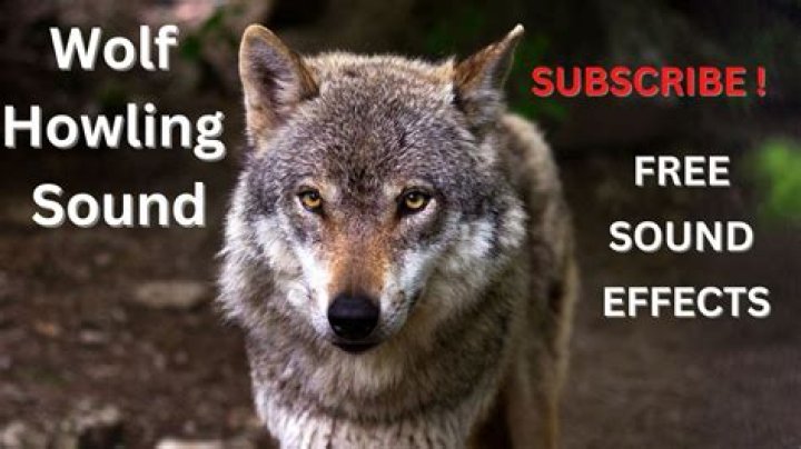 what sound does a wolf make