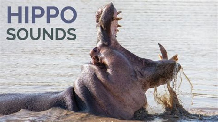 what sounds do hippos make