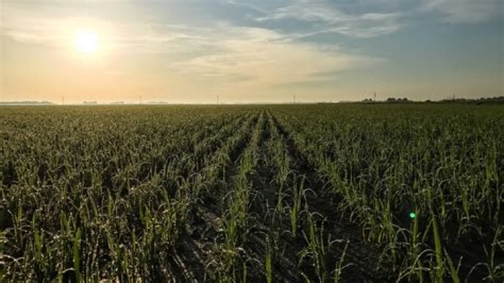 what state grows the most rice