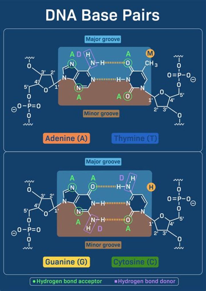 what step in dna replication precedes the pairing of complementary bases?