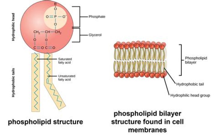 what structure in living organisms is made of a phospholipid