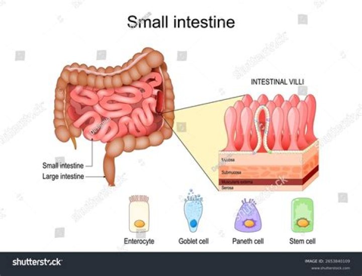 what structure separates the colon from the small intestine
