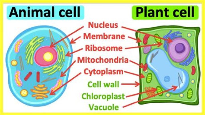 what structures are present in an animal cell, but not in a plant cell