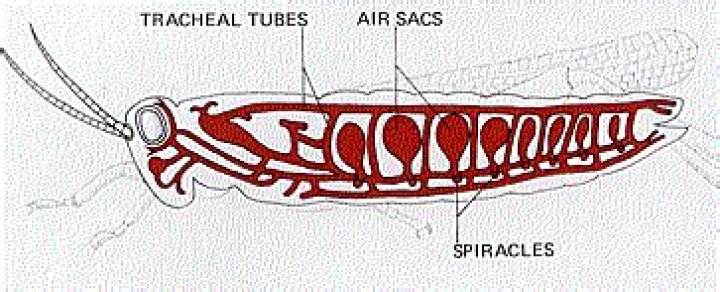 what system do spiracles open into on a grasshopper