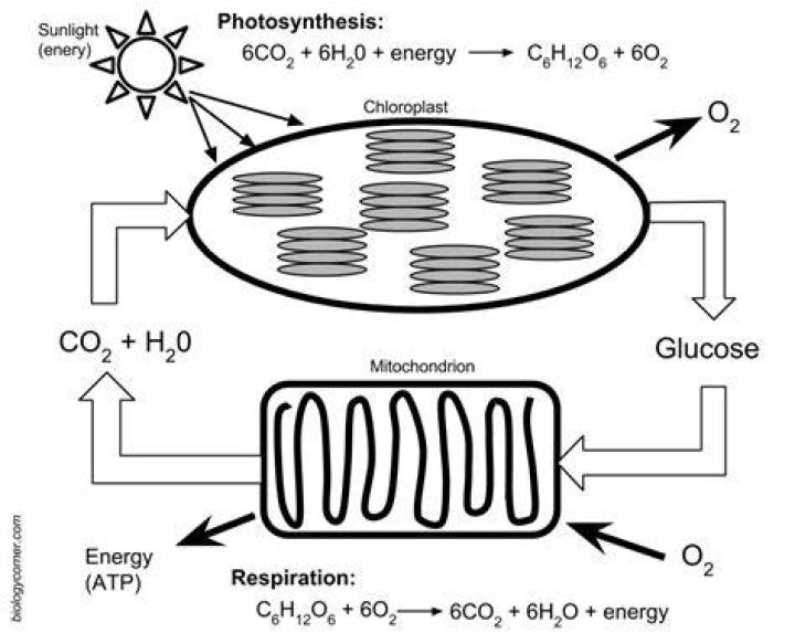 what things are recycled during photosynthesis and respiration