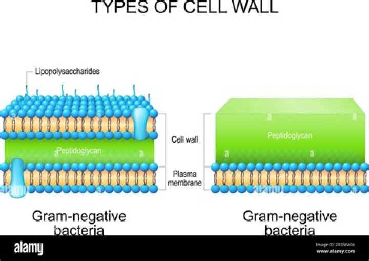 what three types of organisms have cell walls