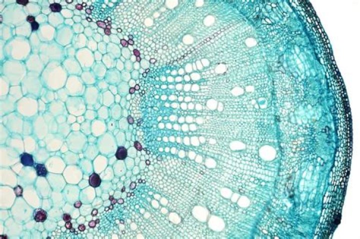 what to look at under a microscope