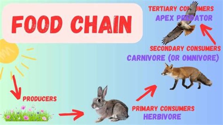 what travels through a food chain