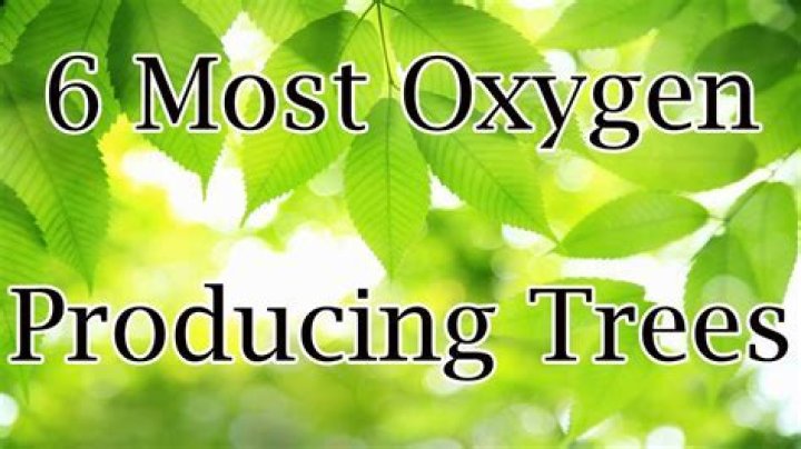 what tree gives off the most oxygen