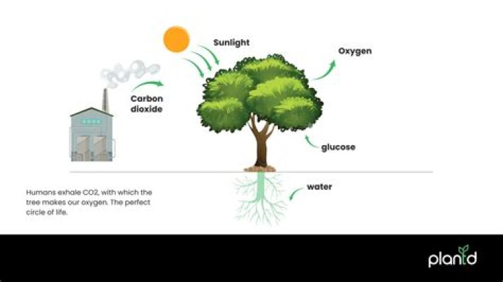 what trees make the most oxygen
