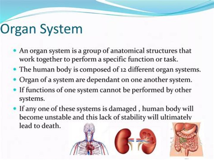 what two organ systems work together