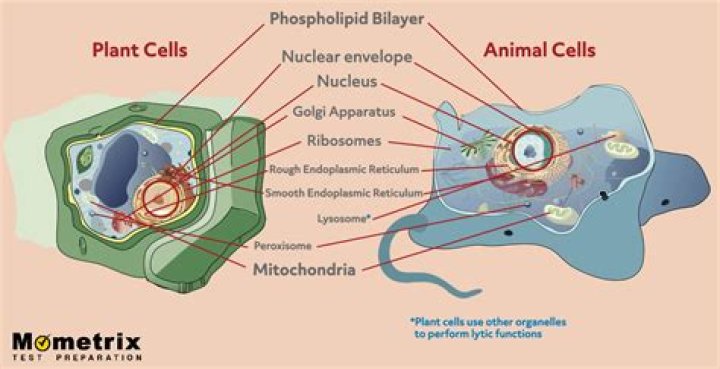 what two structures are found in plant cells but not in animal cells