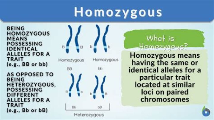 what type of allele produces its effects in only homozygous individuals