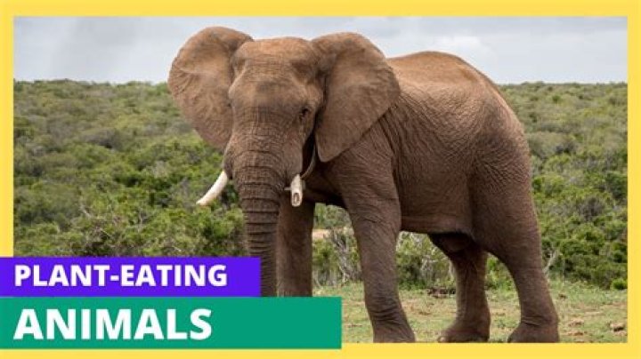 what type of animal eats only plants