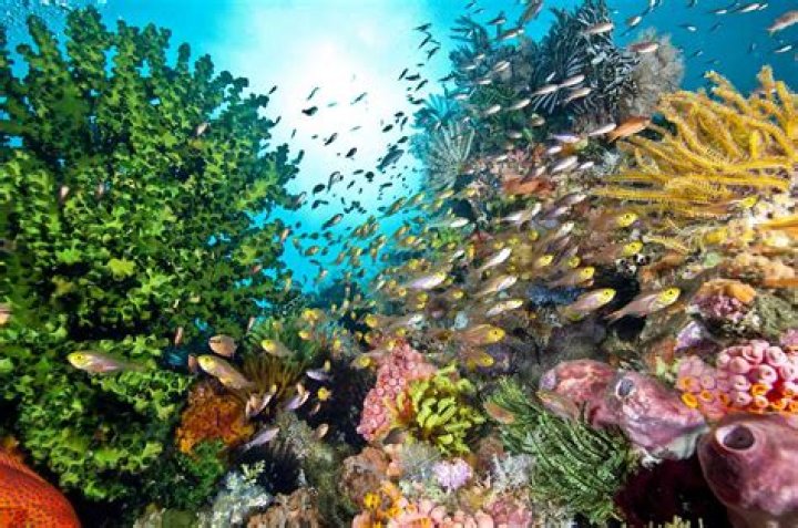 what type of biome is a coral reef