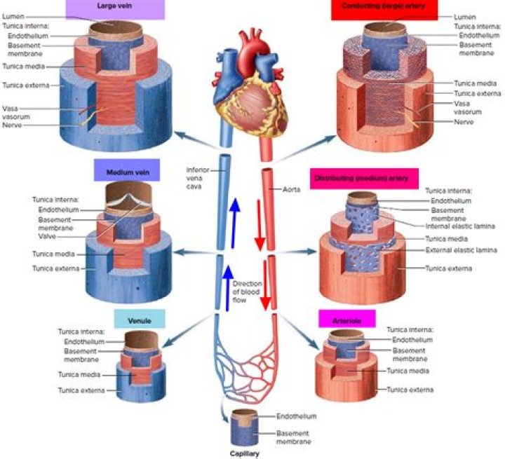 what type of blood does the pulmonary vein carry