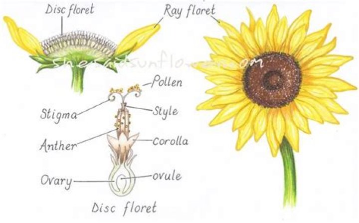 what type of cells does a sunflower have