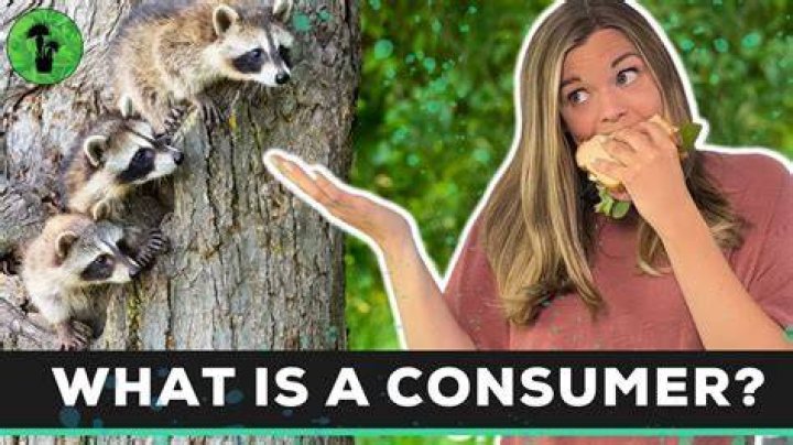 What Type Of Consumer Is A Bird?