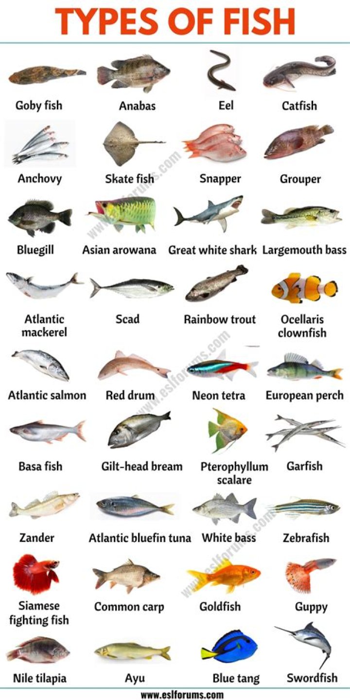 what type of consumer is a fish