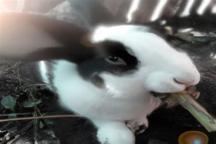 what type of consumer is a rabbit