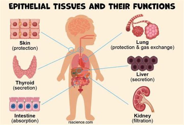 what type of epithelial tissue is found in the stomach