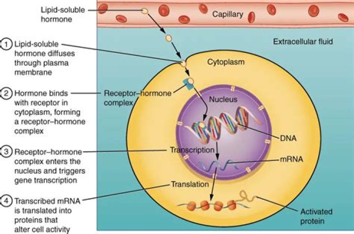 what type of hormones bind to receptors located on the cell membrane