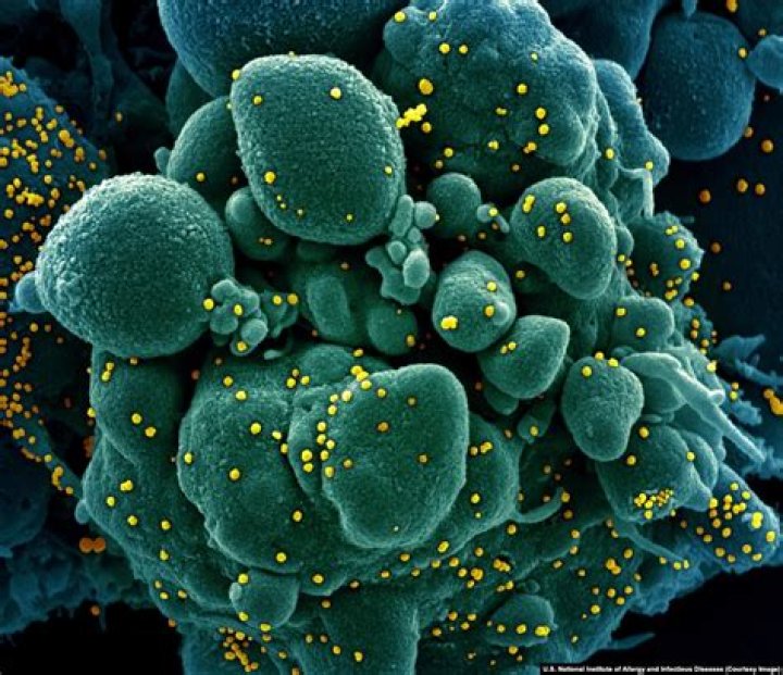 what type of microscope is used to view viruses