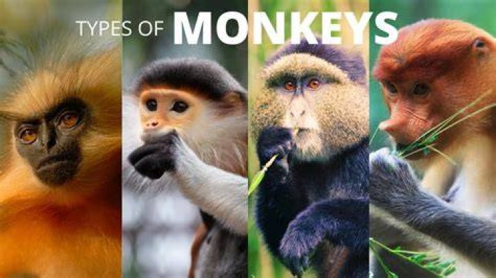 what type of monkeys are pets