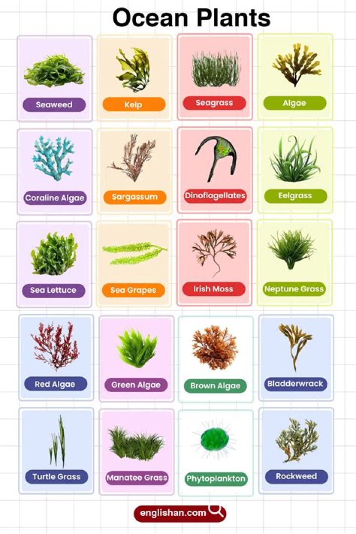 what type of plants are in the ocean