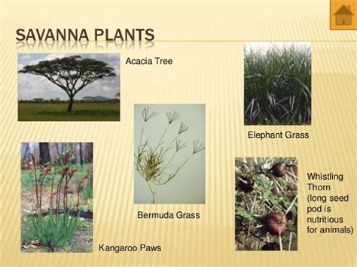what type of plants live in the savanna