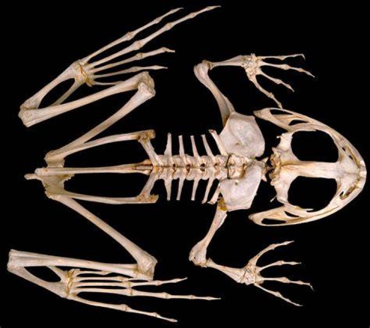 what type of skeleton does a frog have