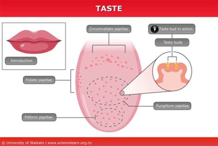 what type of taste does a base have