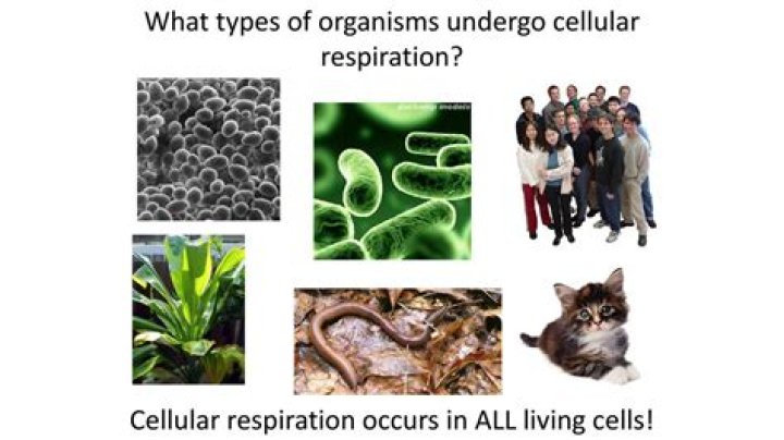 what types of organisms undergo cellular respiration