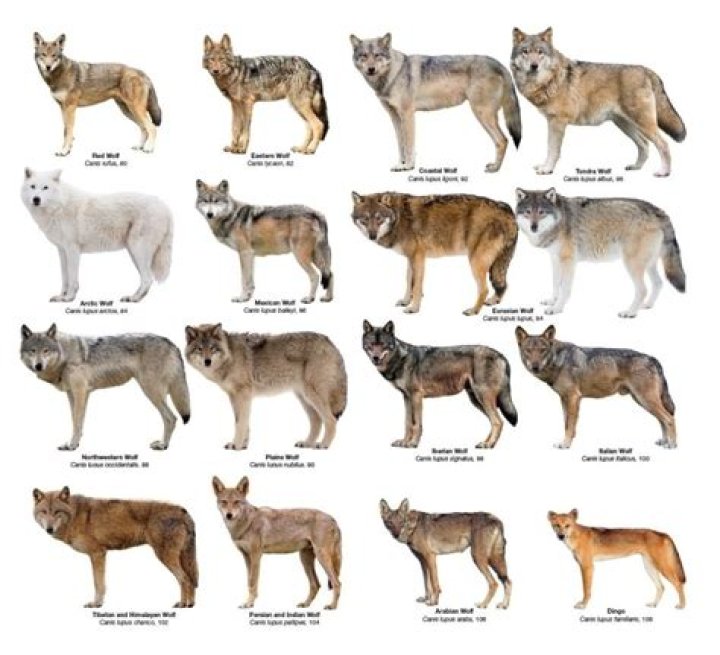 what types of wolves are there