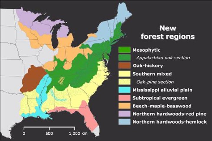 what us state has a temperate rainforest