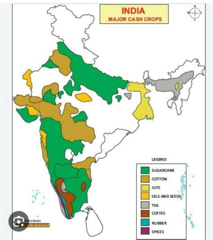 what was not a major cash crop in the south?