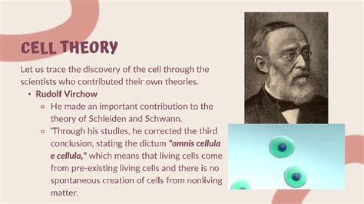 what was virchow's contribution to the cell theory