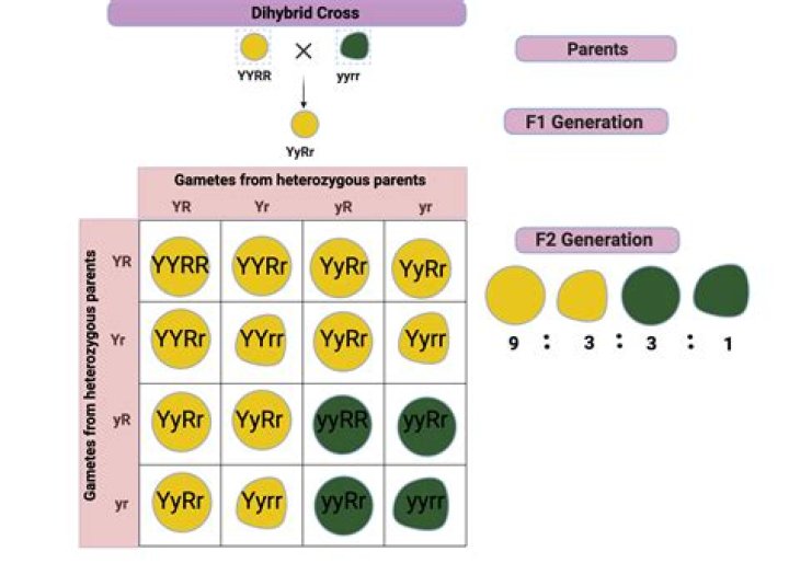 what were the most likely genotypes of the parents