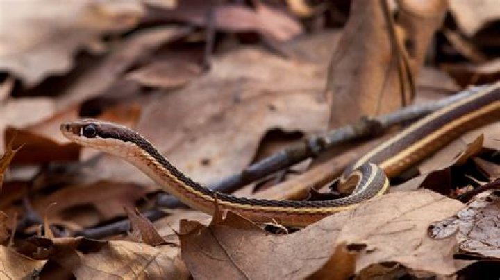 what will happen to snakes in the long term of mice become extinct